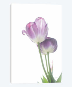 Tulip Time III