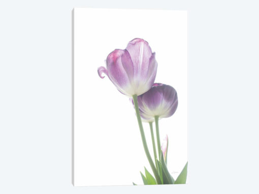 Tulip Time III