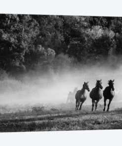 Horse Country