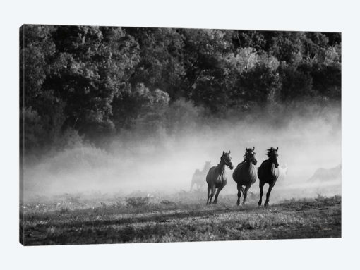 Horse Country