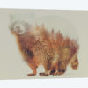 Raccoon