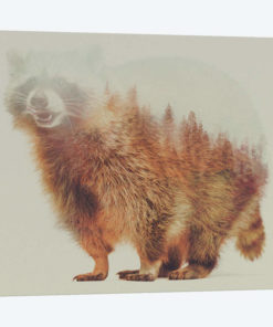 Raccoon