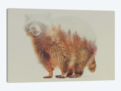 Raccoon