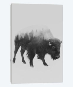 The Bison in B&W