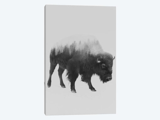 The Bison in B&W