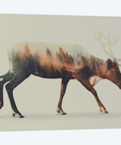Reindeer