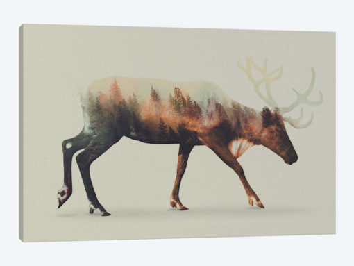 Reindeer