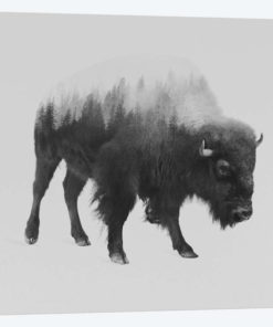 Bison I in B&W