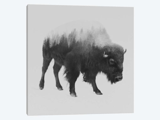 Bison I in B&W