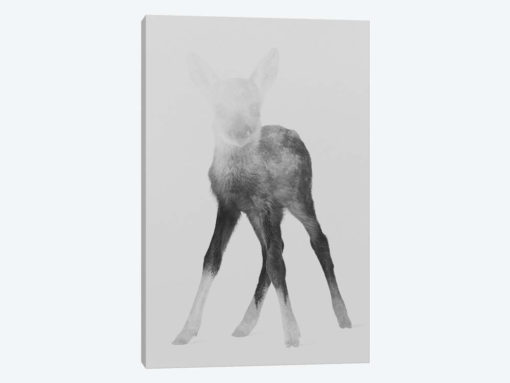Fawn I in B&W