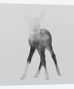 Fawn II in B&W