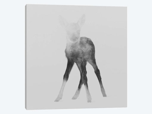 Fawn II in B&W