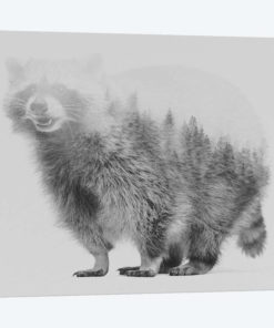 Raccoon I in B&W