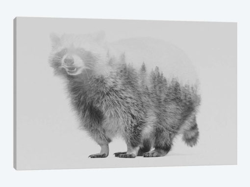 Raccoon I in B&W