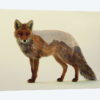 Mountain Fox