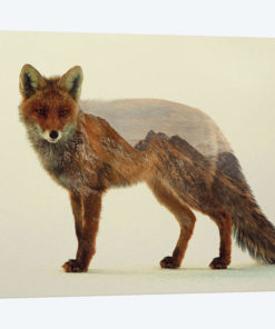 Mountain Fox