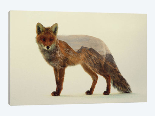 Mountain Fox
