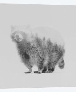 Raccoon II in B&W