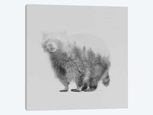 Raccoon II in B&W