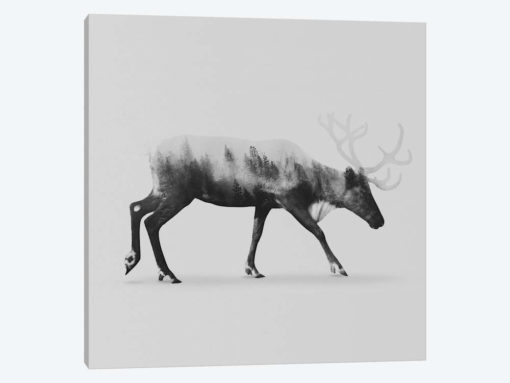 Reindeer II in B&W