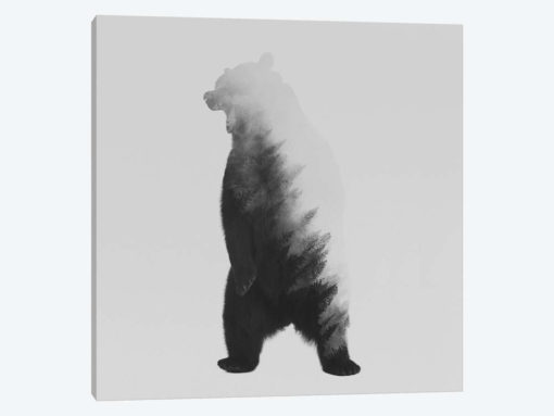 The Bear in B&W
