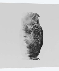 The Owl II in B&W