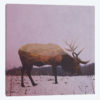 Elk II