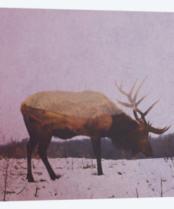 Elk II