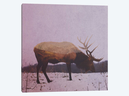 Elk II