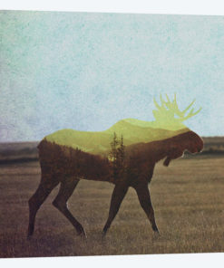 Moose