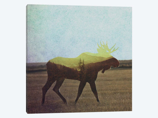 Moose