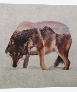 Wolf II