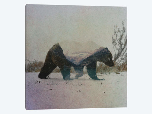 Grizzly Bear
