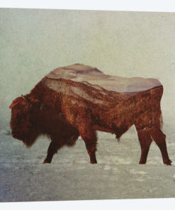 Bison II