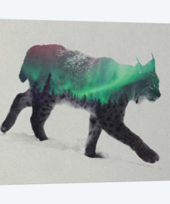 Lynx