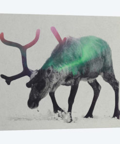 Reindeer