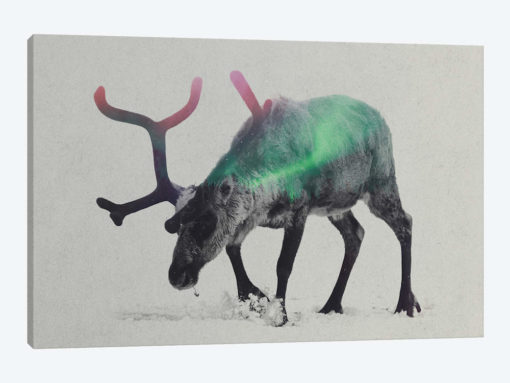 Reindeer