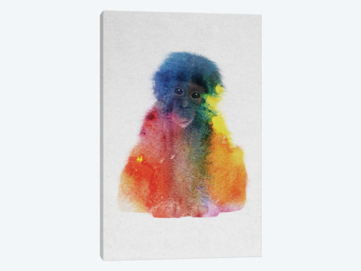 Baby Monkey