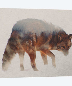 Coyote In The Fog