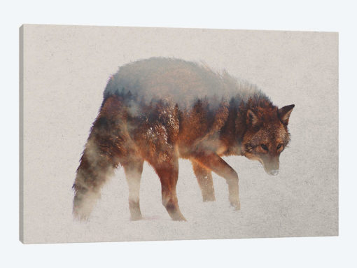 Coyote In The Fog