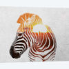 Zebra II