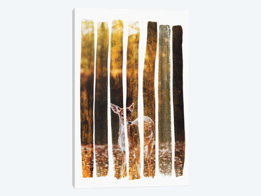 Fawn IV