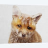 Fox Cub