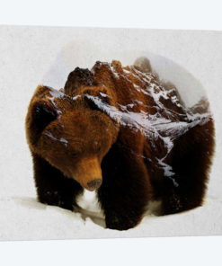 Bear In The Mountains