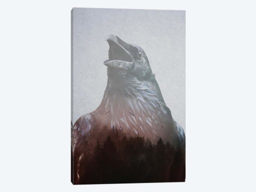 Corvus