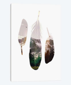 Feathers