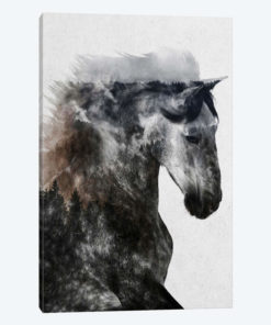 Proud Stallion