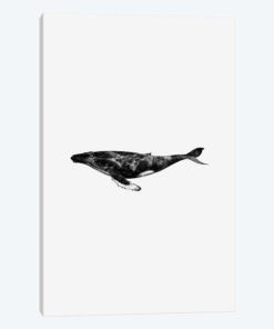 Whale