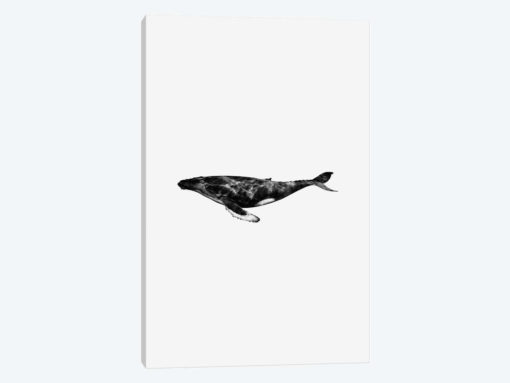 Whale
