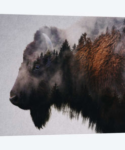 Bison